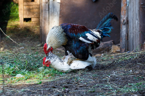 black Rooster copulating with white hen on a farm, horizontal