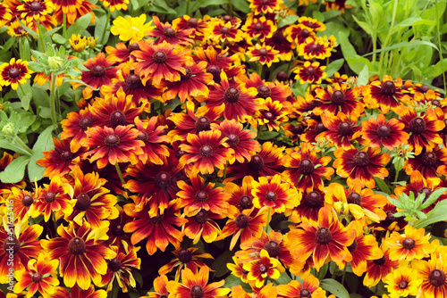 Rudbeckia 'Autumn Colours' in flower