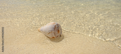 Crystal clear waters of the Dry Tortugas reveal colorful crustacean shells on it's warm shores
