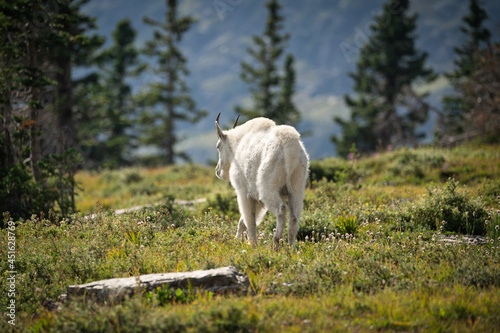 white mountain goat on the meadow