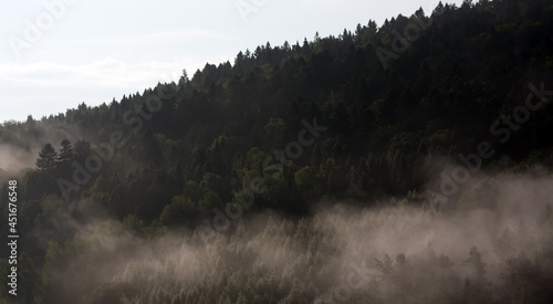 Krajobraz leśny wierzchołki drzew las we mgle 
