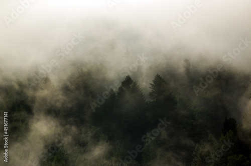 Krajobraz leśny wierzchołki drzew las we mgle panorama 