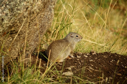 Full body shot of a Wyoming ground squirrel