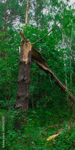 złamane drzewo w lesie