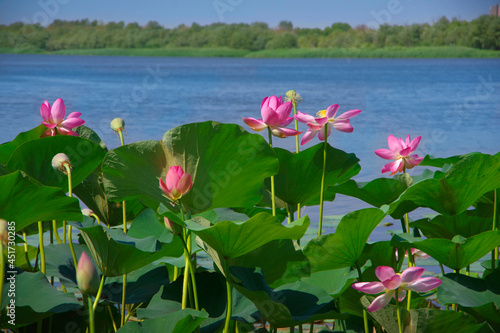 Lotus fields in the Volga delta in the Astrakhan region.