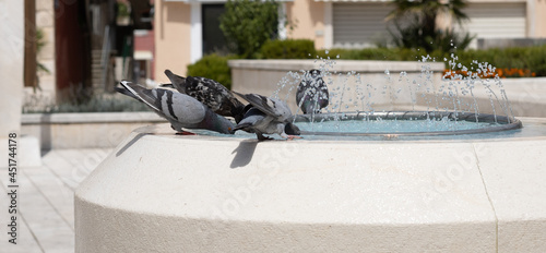 Makarska, Chorwacja. Gołębie w upalny dzień piją wodę z fontanny