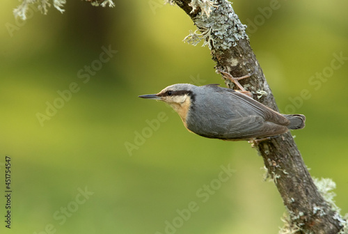 Eurasian nuthatch with the last lights of day on your favorite innkeeper