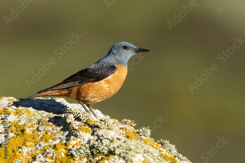 Adult male of Rufous-tailed rock thrush in its breeding territory with rutting plumage at first light of day