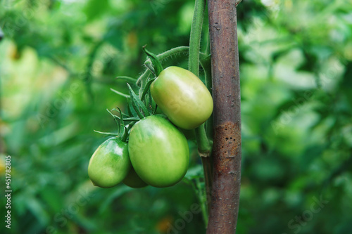 Niedojrzałe zielone pomidory