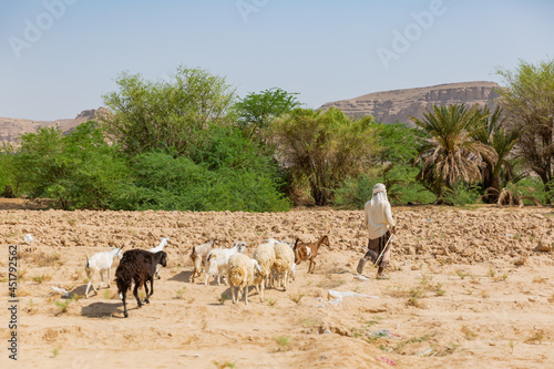 a local yemeni man accompanying with goats on the field of hadramaut, yemen