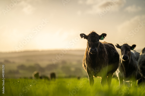 Close up of Angus and Murray Grey Cows eating long pasture in Australia