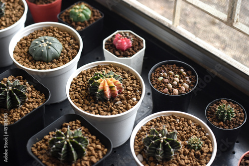 Soft focus Group of​ cactus​ in​ the​ pot.​ Succulents. Potted small house plants, home interior.