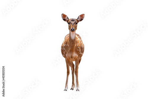 Spotted deer,Cute spotted fallow deer isolated on the white background.