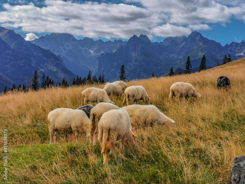 Wypas owiec na Rusinowej Polanie w Tatrach. Kulturowy wypas owiec.