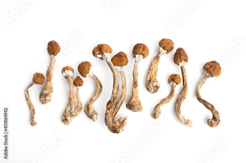 hallucinogenic mushrooms