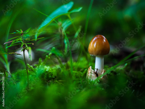 brązowy grzyb w lesie, zielone tło