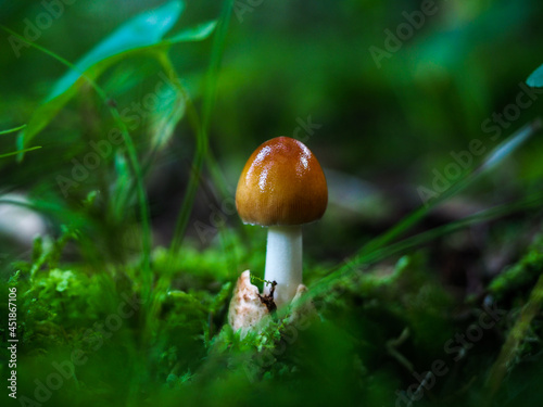 brązowy grzyb w lesie, zielone tło 