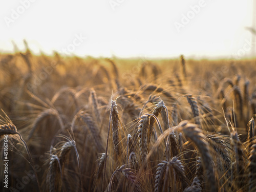 Kłosy pszenicy na polu 