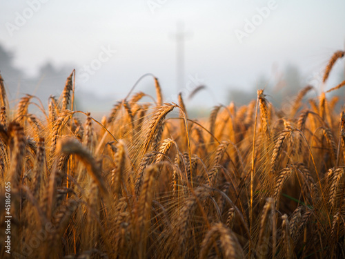 Kłosy pszenicy na polu