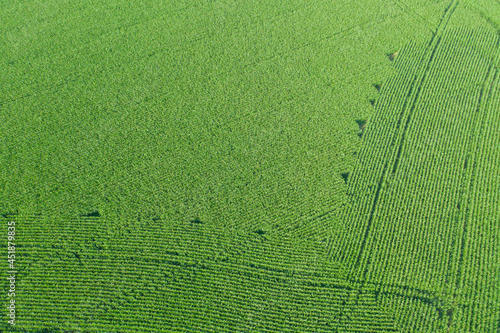 Uprawa kukurydzy. Pole uprawne sfotografowane z wysokości przy użyciu drona.