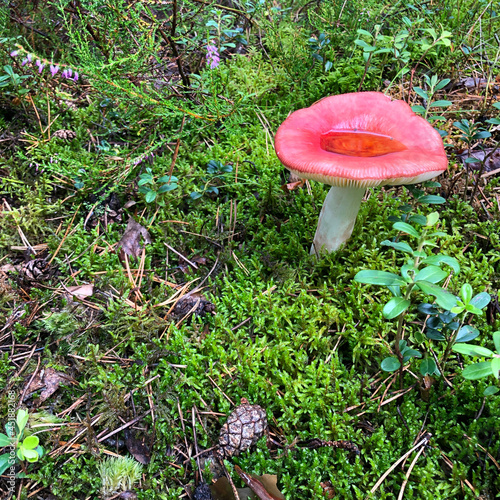 Pink Russula with rain water in a hat on a background of green moss