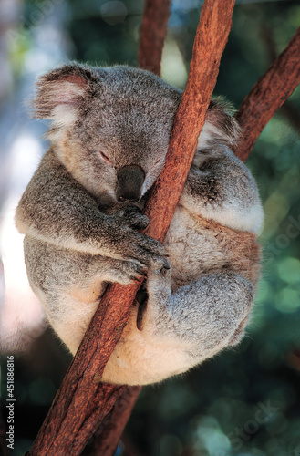 A koals, or, inaccurately, koala bear, is an arboreal herbivorous marsupial native to Australia, sleepingin a tree near Sidney, Australia