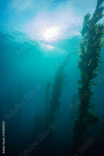 Looking up toward the sun and clouds from deep under the ocean next to a kelp forest