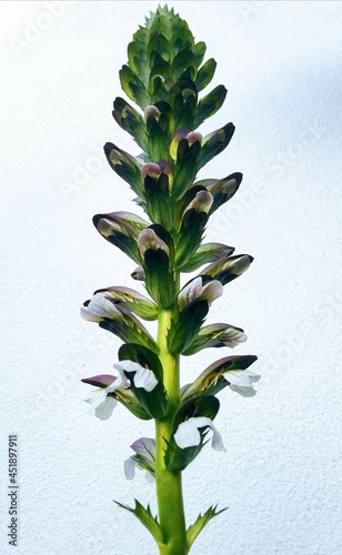 Orobanche, broomrape; this is genus of over 200 species of small parasitic herbaceous plants
