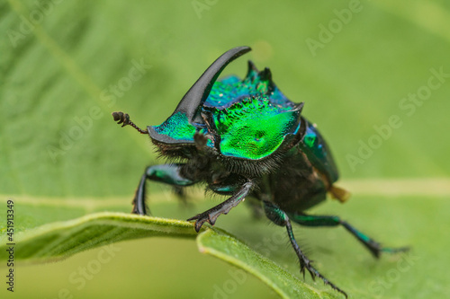 Rhinoceros-horned scarab beetle in Jocotepec, Jalisco, Mexico