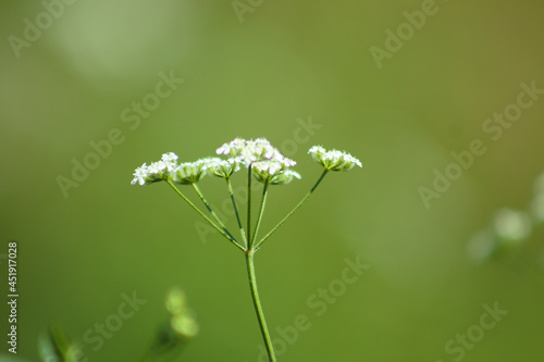 Spreading hedgeparsley in bloom closeup with green blurred background