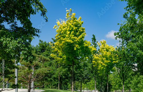 Landscape with norway maple (Acer platanoides) Princeton Gold with bright leaves in public landscape city park 'Krasnodar' or 'Galitsky park'.