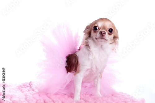 Chihuahua dressed in pink tutu skirt, 1 years old, sitting in front of white background