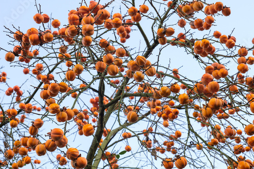 Diospyros kaki tree laden with persimmon ripe fruits