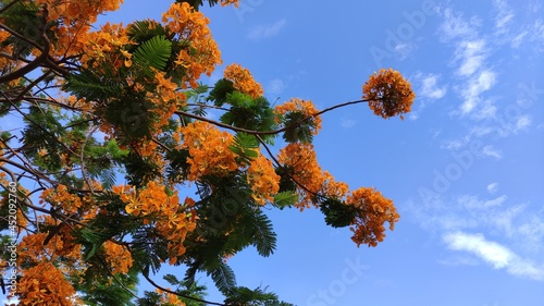 Yellow royal poinciana or barbados pride in park and blue sky background