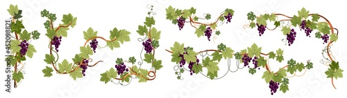 Ripe grapes branches and leaves with sweet berry