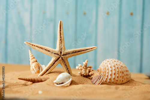 shells and sea star on the sand