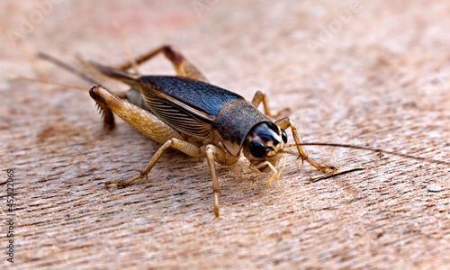 Cricket insects on brown wooden floor