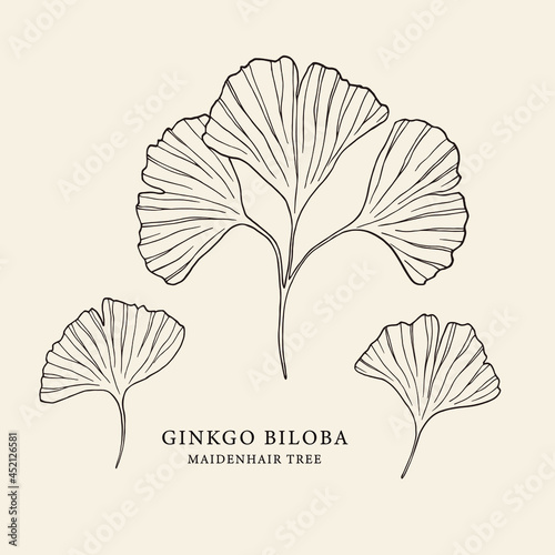 Hand drawn ginkgo leaves. Botanical illustration