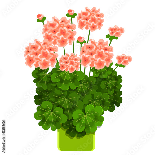Houseplant pelargonium isolated on white background. Flower in a pot in cartoon style. Blooming houseplant for home and office decoration. Vector.