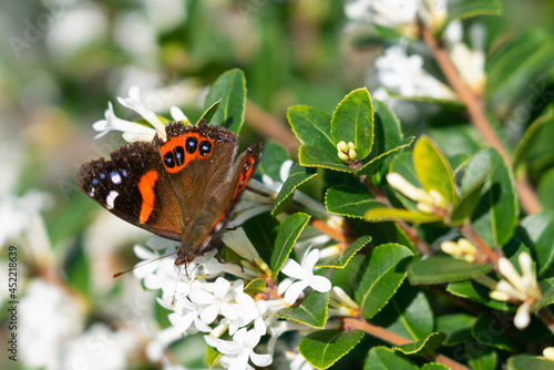 Red admiral butterfly in New Zealand on plant 