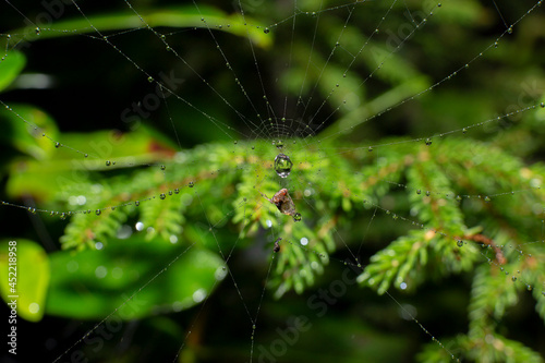 spider web close up in nature