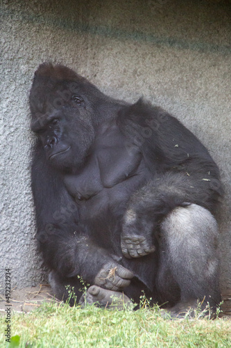 Gorilla looking sad in a zoo