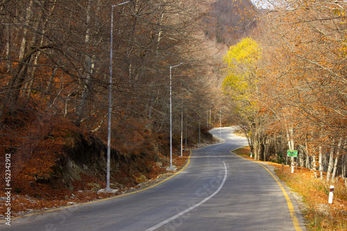 The road leading through the autumn forest.