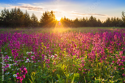 spring landscape with blooming flowers on meadow and sunrise