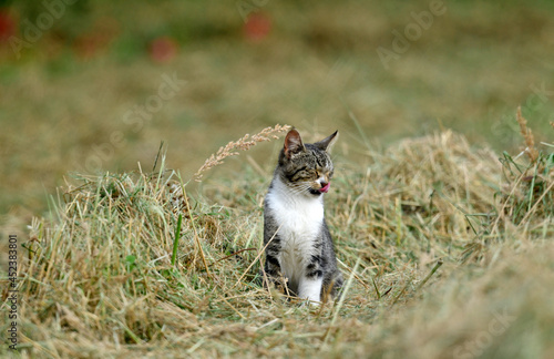 Cat on a field // Hauskatze auf einem Feld (Felis catus)