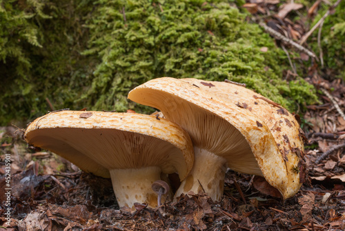 Lattario butterato(Lactarius scrobiculatus (Scop. : Fr.) Fr. 1838.)Monti Lessini-Sega di Ala.Trentino 28/09/2019