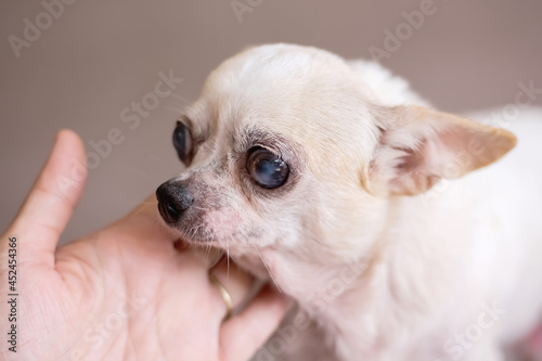 Old white chihuahua dog looking face with asian left hand on background