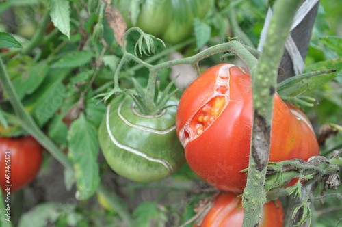 Cracking of tomato fruits on a bush during ripening.
