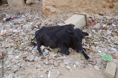 インド バラナシの牛