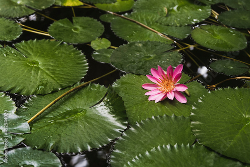 Pink water lily flower Nymphaea lotus on a dark water in the garden pond. Water plant.